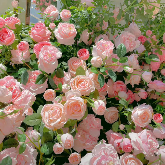 🌹 Mixed-color Climbing Rose—Year-Round Blooming (UK Imported)