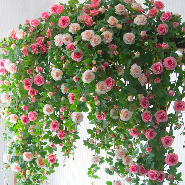 🌹 Mixed-color Climbing Rose—Year-Round Blooming (UK Imported)