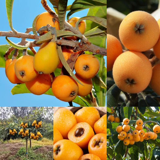 Five-star Loquat Seeds|🍑Flat 50% Saving🍑