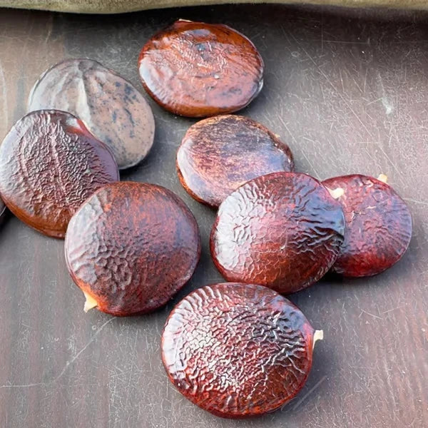 Dried wisteria seeds for sale, showcasing round, glossy brown seed pods on a textured surface