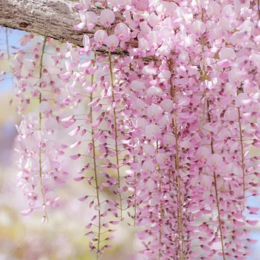 Beautiful cascading pink flowers showcasing wisteria seeds for sale by Click Baazar