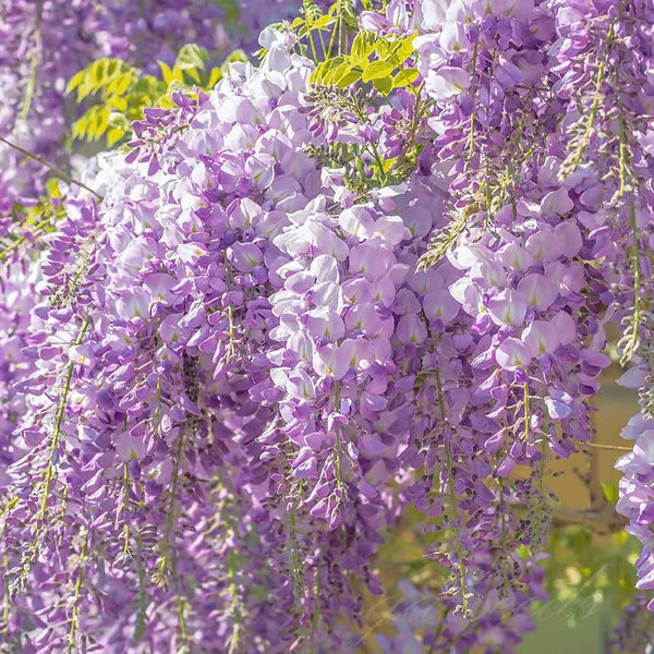 Beautiful clusters of purple wisteria flowers ideal for gardens, featuring wisteria seeds for sale