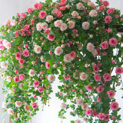 🌹 Mixed-color Climbing Rose—Year-Round Blooming (UK Imported)