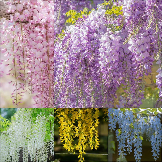Variety of wisteria flowers in pink, purple, white, yellow, and blue showcasing wisteria seeds for sale